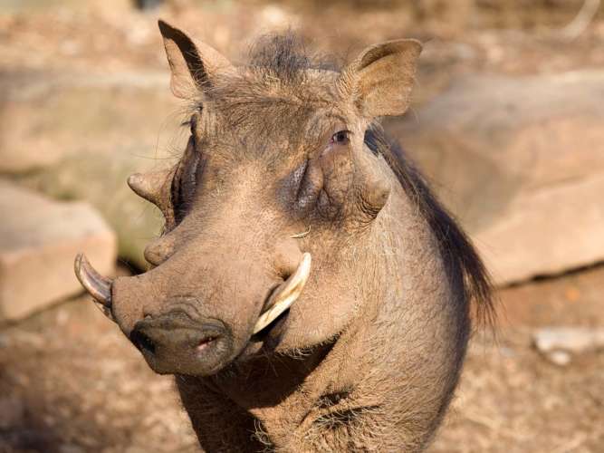 10 Fascinating Facts About the Warthog
